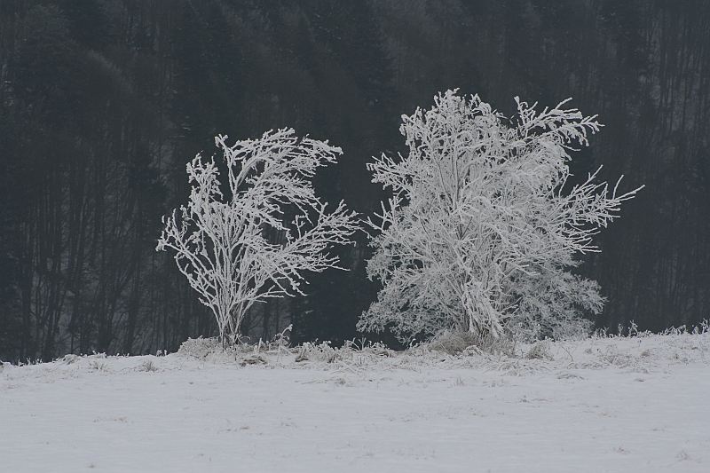 Bieszczady 12.2007 027